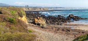 rocky seashore with small plants on a cliffside