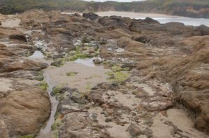 damp and sandy tidepools at bean hollow