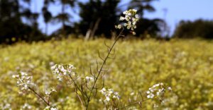 a small white wildflower in a field