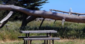 A picnic tale with a fallen tree log and lighthouse in the background