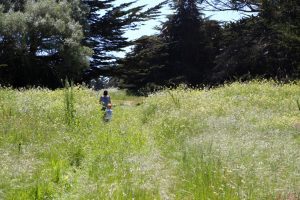 an adult and child walk through tall grasses and wildflowers