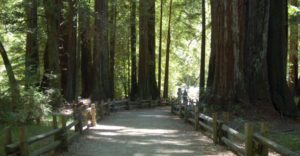 fenced walking path along large redwoods
