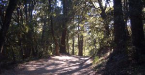 a shaded dirt path framed by trees