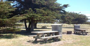 picnic tables and trees at Half moon bay