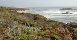 green shrubbery lines the tops of beach cliffs