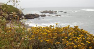 a clump of yellow and white wildflowers with the ocean in the background