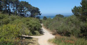 a dirt trail leads to the ocean between thick bushes