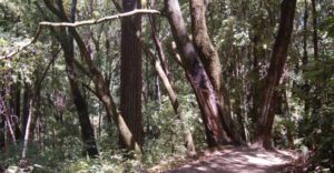 a group of trees grow next to a trail