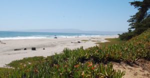 sunset beach with trees and the ocean