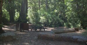 a log and a picnic table are set up in the shade of redwood trees
