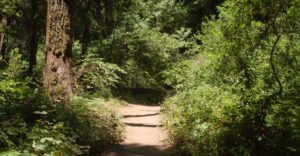 a sun-dappled forest trail