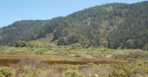 A field and forested hill at Rancho Del Oso