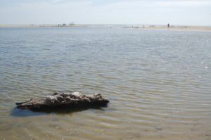 driftwood floating on shallow water on a beach