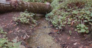 a small creek runs between clovers and under a fallen log