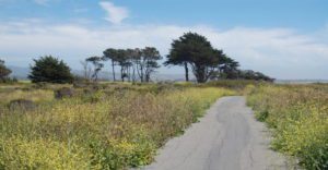 a paved road lined with yellow wildflowers at half moon bay