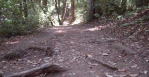 tree roots poke out of a dirt path