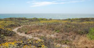 a trail cuts along shrubbery at Half Moon bay