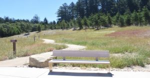 wooden bench in front of a grassy trail