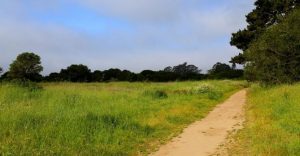 A trail through trees and and grassy field
