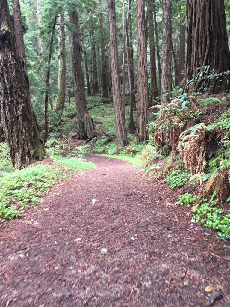butano state park hiking