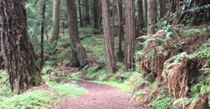 dirt pathway through redwoods