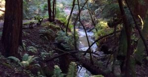 a creek runs under fallen logs and ferns in the forest at Butano