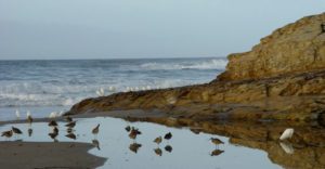 seabirds wade in shallow waters on Natural Bridges beach