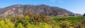 Thriving plants in front of a lush field and a hillside peppered with trees