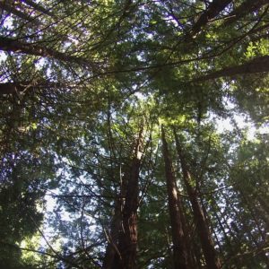 trees reach towards the sky