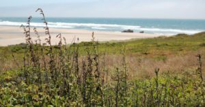 shrubs line a beach and the ocean