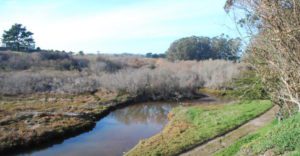 a creek with a grassy trail next to it