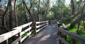 wooden footpath leads through a swampy group of trees