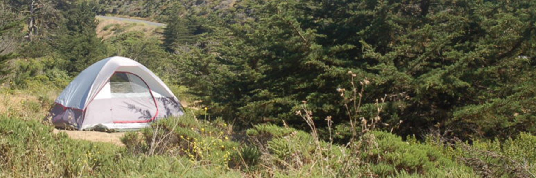 A tent is nestled next to an evergreen tree in a clearing