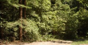 dense redwood trees