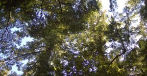 leafy green treetops with the sky beyond