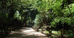 Fenced pathway at henry cowell