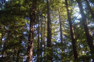 sky peeking through redwood trunks