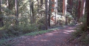 dirt trail through redwood trees