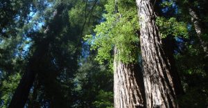 redwood tree trunk at Henry Cowell