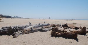 a pile of driftwood at Seabright beach