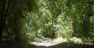 sunny dirt trail through trees at Henry Cowell redwoods state park