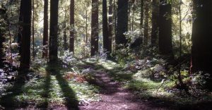 redwood trunks and underbrush