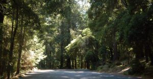 Shady paved roadway through trees at portola
