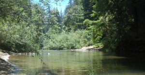 A creek at Henry Cowell Redwoods