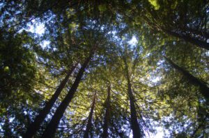 Tall upwards look at redwood trees
