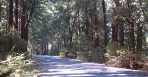shady paved road through trees at Portola
