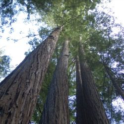 Upwards look at four tall redwood trees