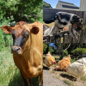 A cow, goat, and chickens at Wilder Ranch
