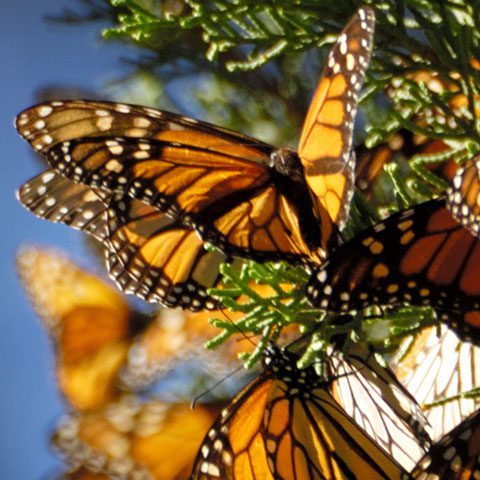 a clump of monarch butterflies perched on a tree