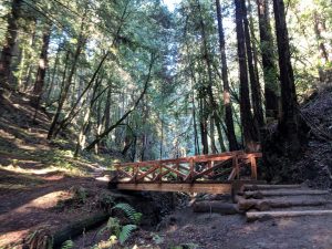a wooden footbridge spans a small creek in a forest